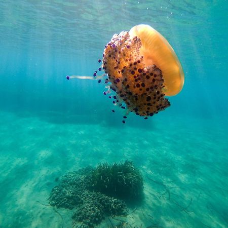 Complejo Turistico Los Bayiyos Agua Amarga  Eksteriør billede